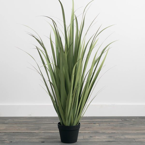 Large Potted Onion Grass