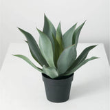 POTTED AGAVE PLANT