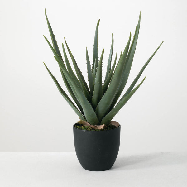 Large Potted Aloe