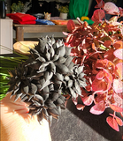 Black Echeveria Elegans Succulent Pick