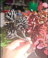 Black Echeveria Elegans Succulent Pick