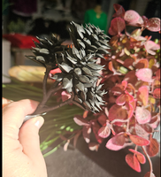 Black Echeveria Elegans Succulent Pick