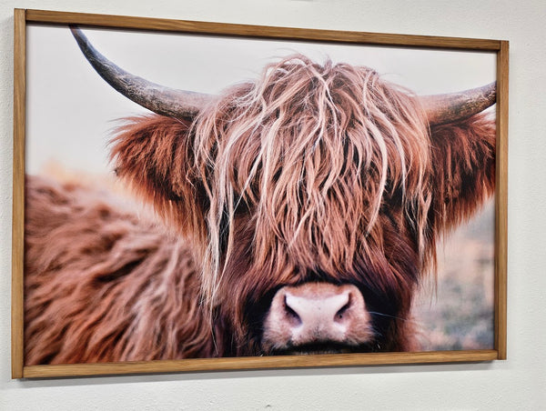 Orville the Highland Cow