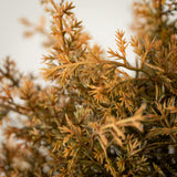 Golden Cypress Orb