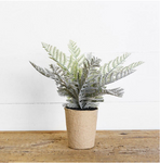 FERN IN PAPER POT