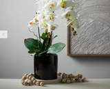 Potted Phalanenopsis Orchid