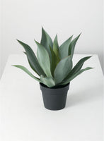 Large Agave Potted Plant