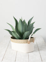 Large Agave Potted Plant