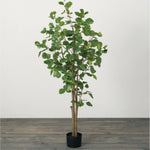 Eucalyptus Tree 5'3"