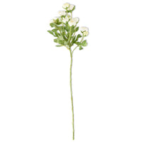 Mini White Ranunculus