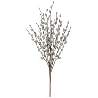 Pussywillow Bush