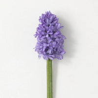Hyacinth Floral Stem