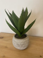 Succulent in Decorative Round Pot