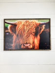 Highland Cow (Color) Light Frame 2x3