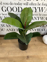 Ficus Potted Plant
