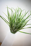 Long Blade Grass Bush