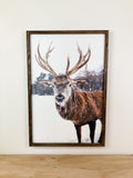 Winter Deer Print