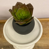Mini Succulents in Matte Black Pot