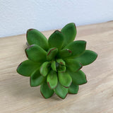 Star Chick Succulent