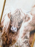 Agnus Highland Cow