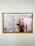 Trotter Highland Cow