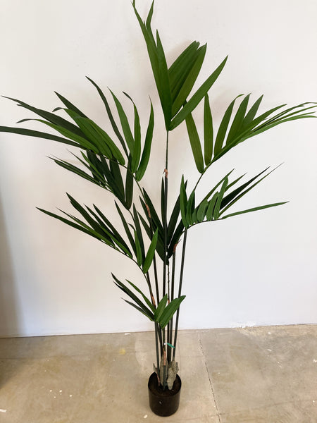 Kentia Palm Potted 5' Plant