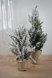 Potted Snowy Pine Tree