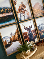 Wander Collection (Mountain Lake Deer)