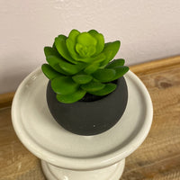 Mini Succulents in Matte Black Pot